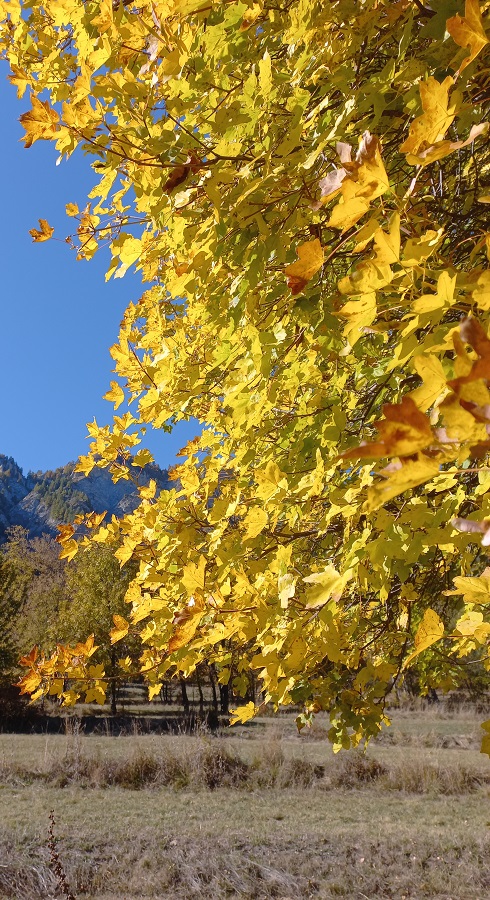 Perchè in autunno le foglie cambiano colore?
