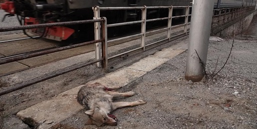 Recuperato un lupo morto lungo la ferrovia