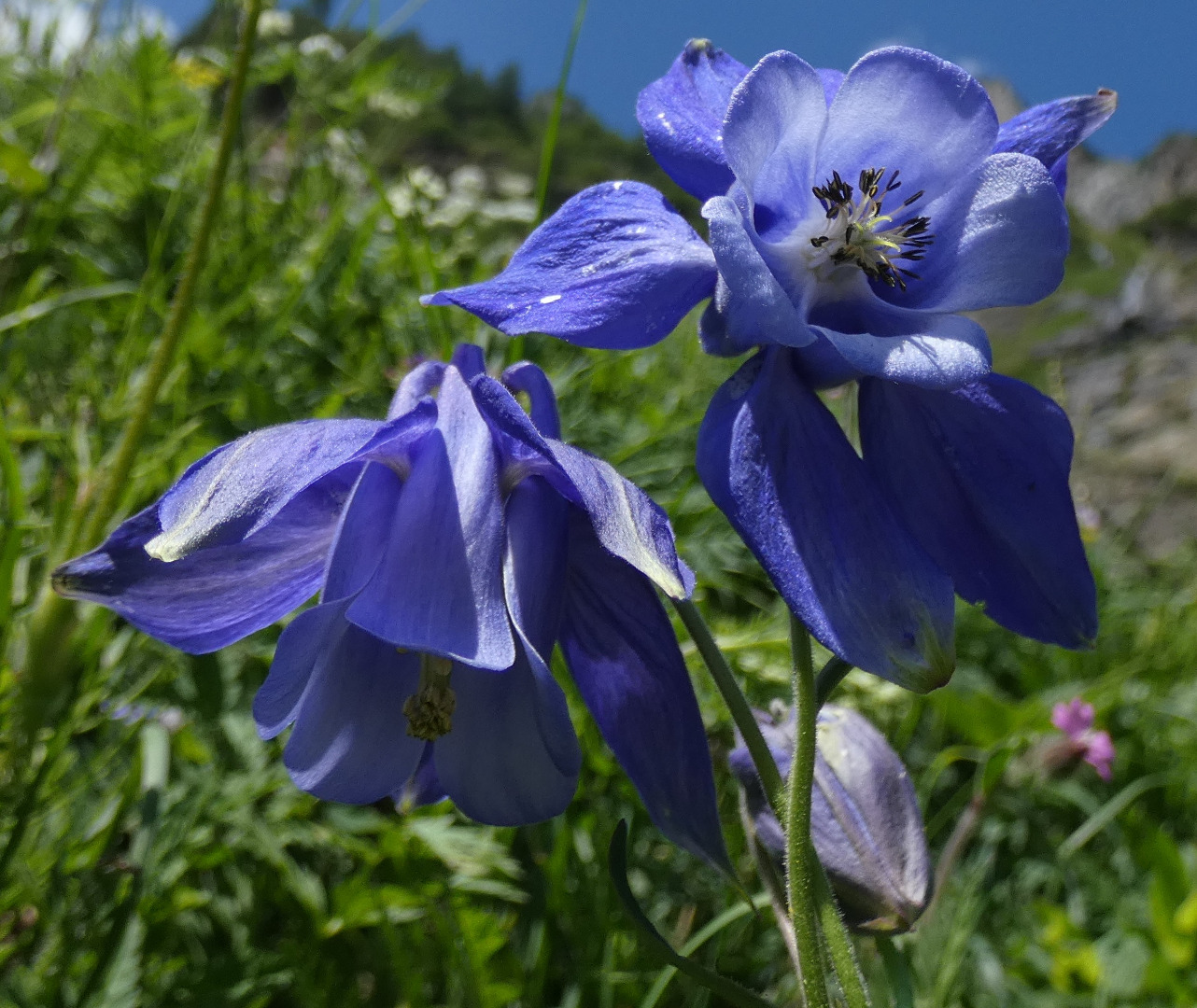 Impariamo a conoscere le specie vegetali e animali dei Parchi Alpi Alpi Cozie per le quali è necessario adottare misure di rigorosa tutela