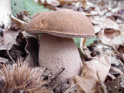 Il ruolo dei funghi negli ecosostemi