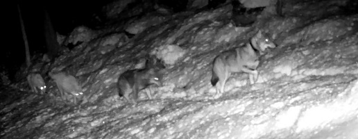 Inizia la seconda sessione di catture degli ibridi lupo-cane in Valle di Susa