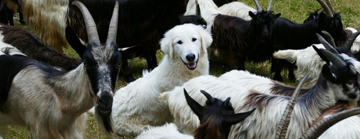 Cani a protezione delle greggi: una tematica complessa che richiede la collaborazione di tutti