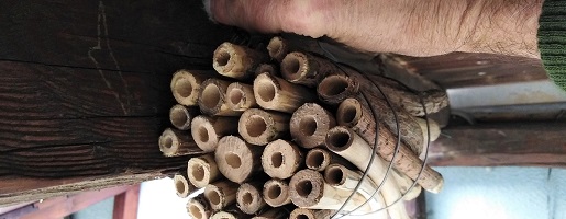 Biodiversità & Bricolage. Come costruire nidi per le api selvatiche