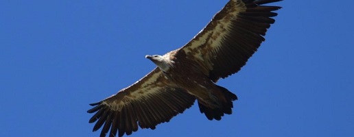 Disponibile il secondo numero di "Avvoltoi Piemonte"