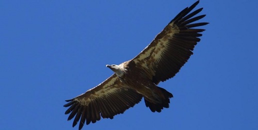 Online il primo numero di "Avvoltoi Piemonte"