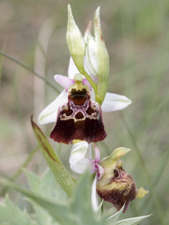 Incredibili Orchidee: il genere Ophrys