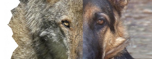 Ibridazione tra lupo e cane: tema che minaccia l’integrità del patrimonio genetico del lupo