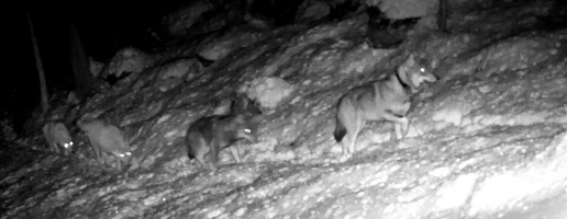 Bilancio del contenimento lupi ibridi in Val Susa