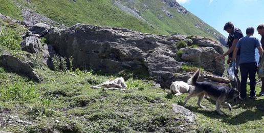 Pecore predate ai confini con il Parco