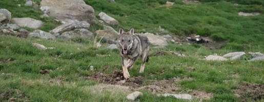 Catturato, infertilizzato e liberato il primo lupo-cane ibrido in Piemonte
