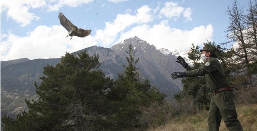 L’Astore torna a volare libero nei cieli dei Parchi Alpi Cozie