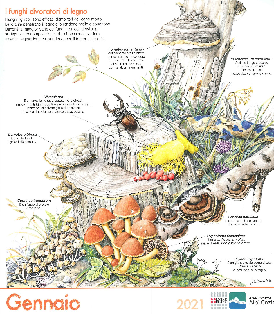 I funghi divoratori di legno