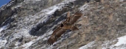 Disponibile il nuovo foglio informativo Avvoltoi Piemonte n.3