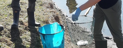 Moria di anfibi al Lago delle rane di Usseaux