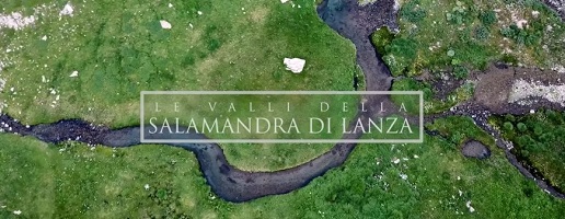 Pitem Biodivalp: nuovi studi ed un video sulla Salamandra di Lanza