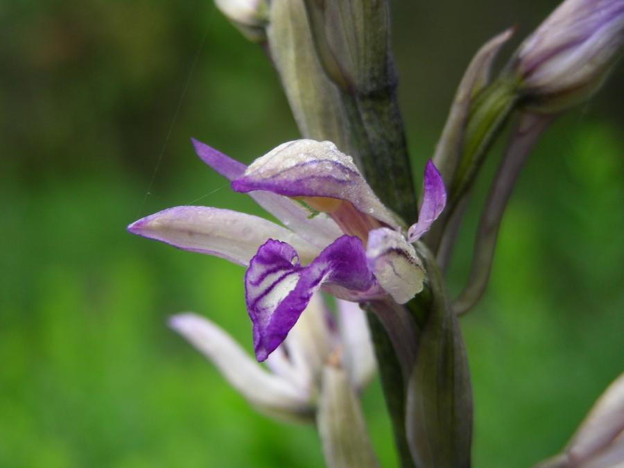 Biodiversità e orchidee: limodorum abortivum