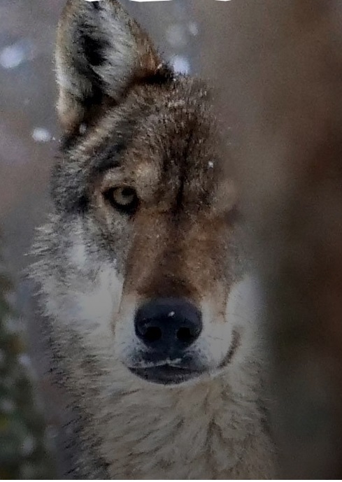 Cosa faccio (e cosa non devo fare) se incontro un lupo?