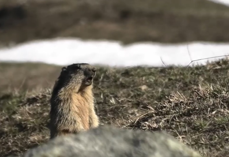 Le marmotte sono uscite dal letargo!