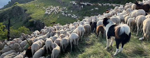 La gestione delle Oasi xerotermiche della Valle di Susa - Orridi di Chianocco e Foresto affidata alle pecore!