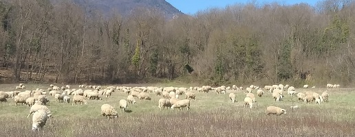 Le 150 pecore dei Parchi Alpi Cozie di nuovo al pascolo