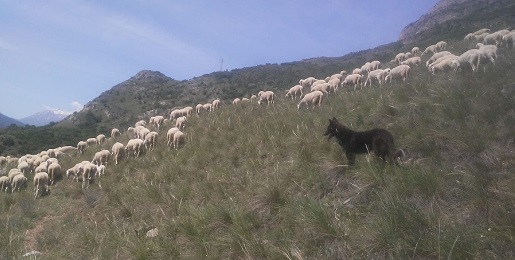 Le pecore del Progetto Life Xero-grazing sono tornate!