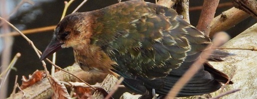 Pollo sultano di Allen: un uccello sub-sahariano sui Laghi di Avigliana!