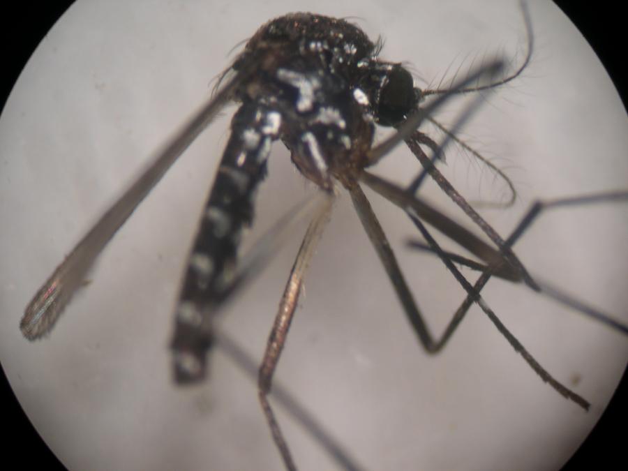 Lotta biologica alle zanzare: come funziona? 