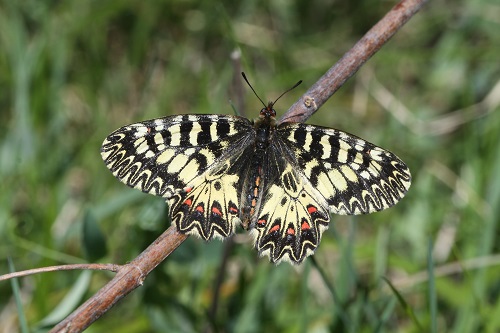 Farfalle e piante nutrici: Zerynthia polyxena