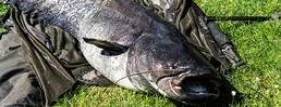 Pesca sperimentale di pesce siluro nel Lago Grande di Avigliana