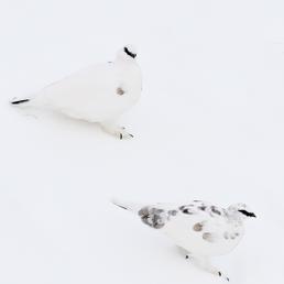 La pernice bianca (Lagopus mutus) appartiene alla tipica fauna alpina