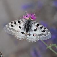 Parnassius apollo: specie in Direttiva