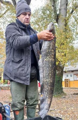 Pesce siluro: la balena dei nostri laghi