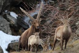 Dicembre: periodo degli amori per gli stambecchi