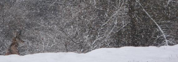 Camoscio sotto la nevicata - Foto Andrea Pane